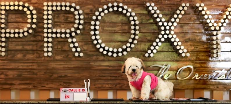 普罗克斯东方阿尔拜酒店(Proxy by The Oriental Albay)图片