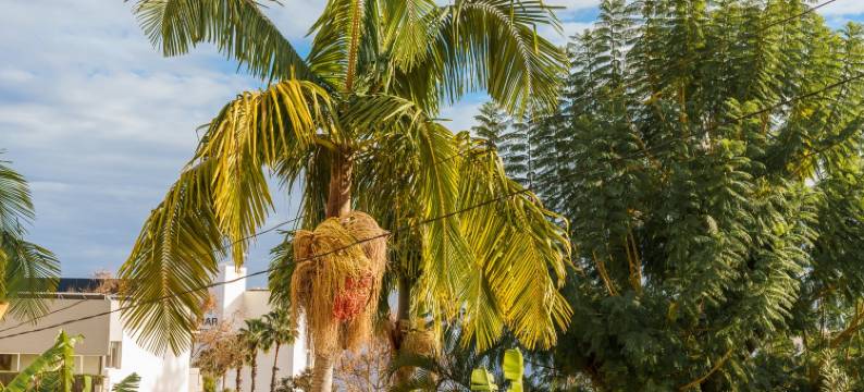 GuestReady - Perfeito para relaxar no Funchal图片