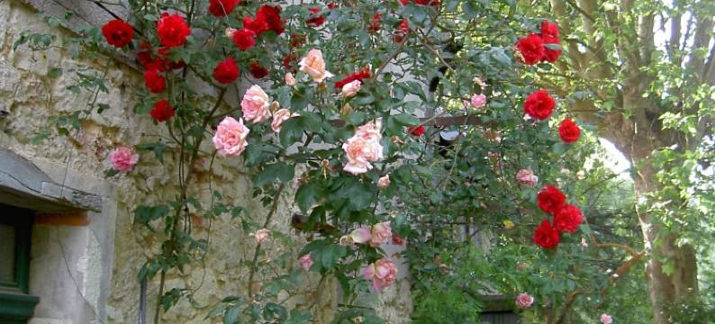 木偶磨坊酒店(Le Moulin des Marionnettes)图片