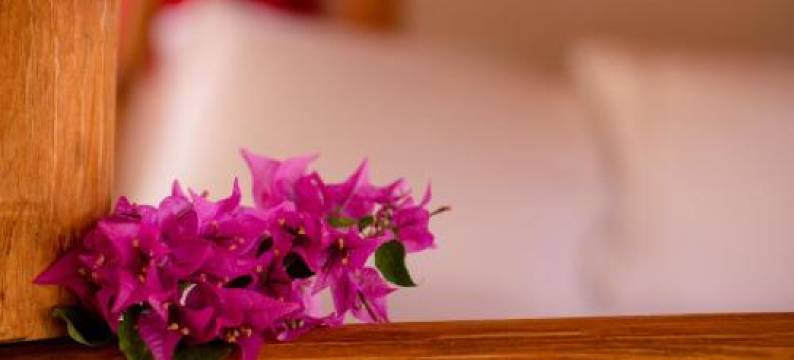 Istmo Beach and Jungle Bungalows图片