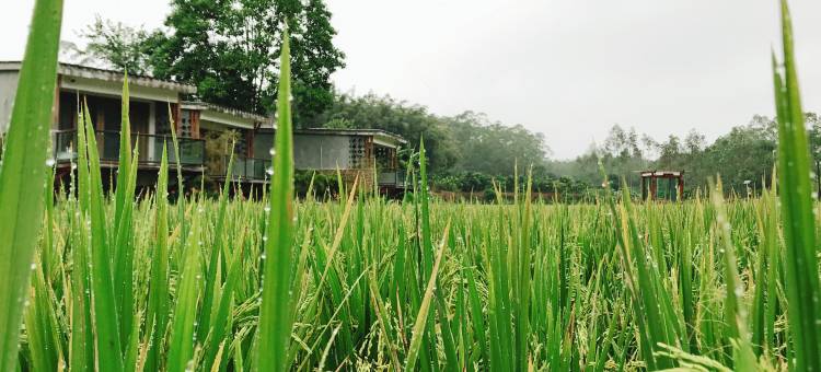 博罗禾肚里稻田民宿图片