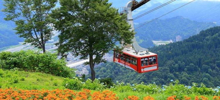 汤烟之宿雪之花(Yukinohana)图片