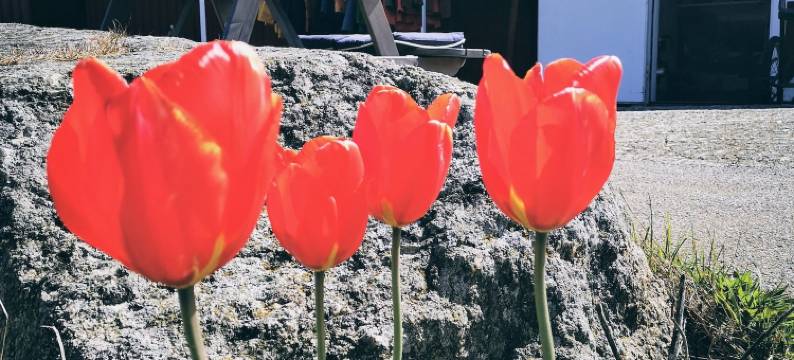 卡林格农酒店(Hotell Käringön)图片