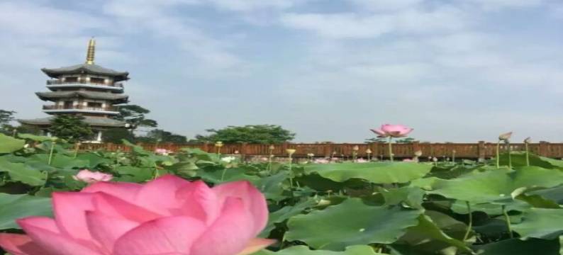 玉林荷塘月色客栈(茂林五彩田园景区店)图片