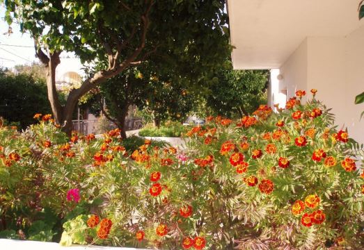 Alexios Studios Hotel Overview