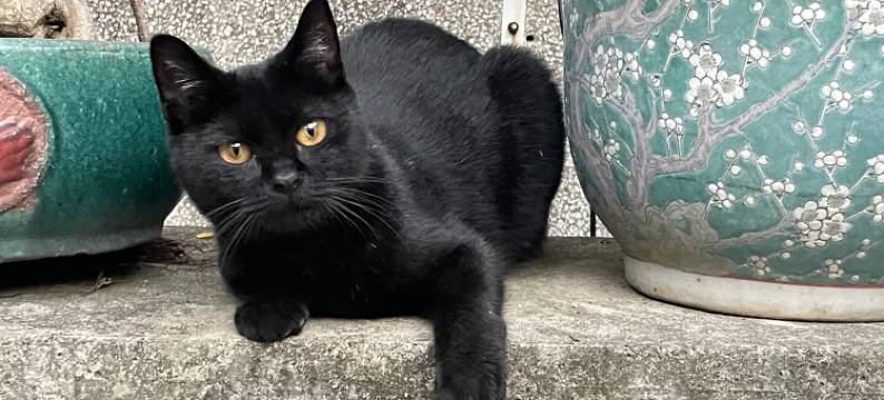 石狮仔牌坊街古城店民宿(下东平路分店)图片