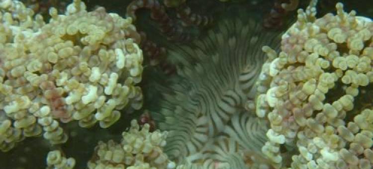 树顶旅馆别墅民宿(Treetop Guesthouse and Bungalows)图片