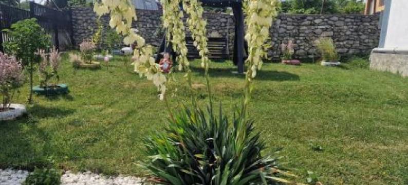 Casa Dintre Munti图片