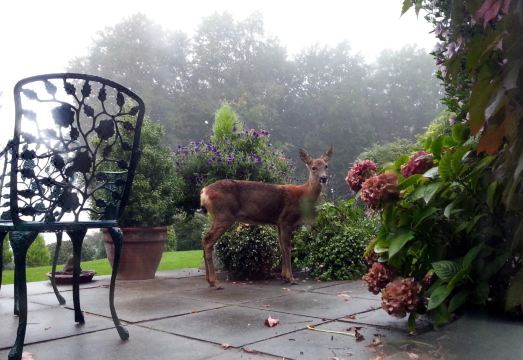 Spinneycross Hotel Overview