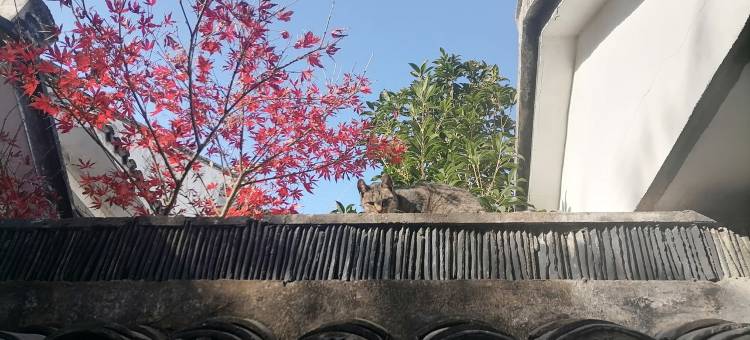 桃花坞鱼儿客栈(阊门内下塘店)图片