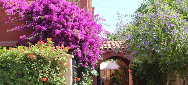 EL ARBOL旅舍(El Arbol Hostel)图片