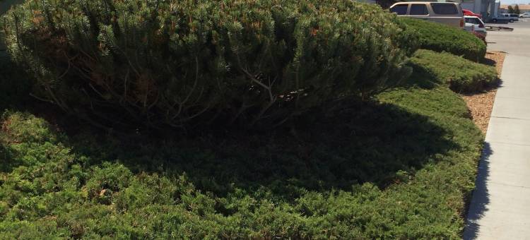 爱达荷福尔斯速8酒店(Super 8 by Wyndham Idaho Falls)图片