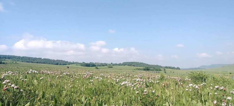 塞罕坝塞外雅舍酒店图片