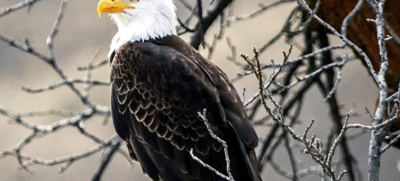 4 star holiday home in VARBERG图片