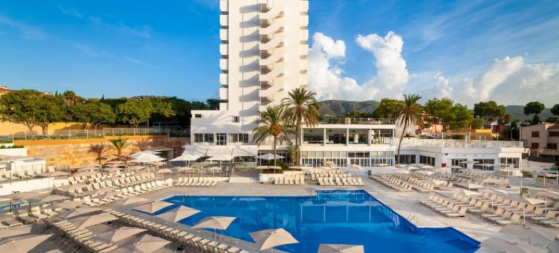 Globales Mimosa图片