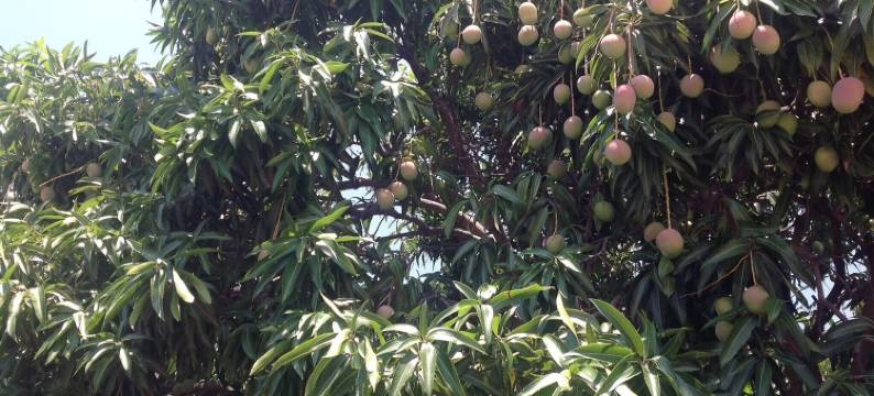 洛斯阿尔门德罗斯别墅 - 2个私人泳池和网球场和匹克球场(Villa Los Almendros - 2 Private Pools & Tennis & Pickle Ball)图片