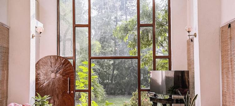 阿埃拉基棕榈(Aeraki palms)图片