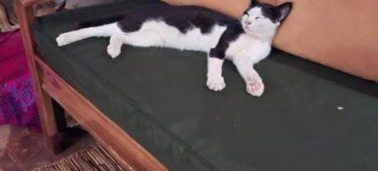 Villa Cats Huts图片