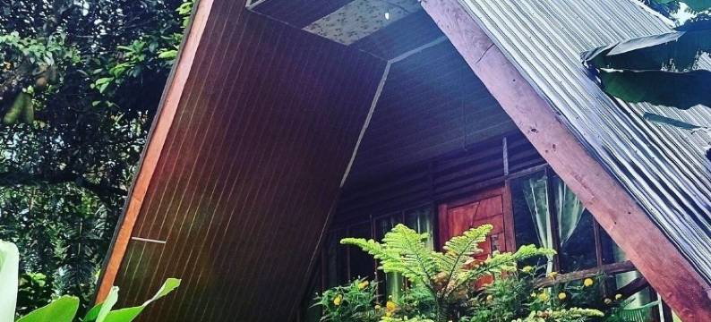 唐卡汉绿色森林酒店(Green Forest Tangkahan)图片