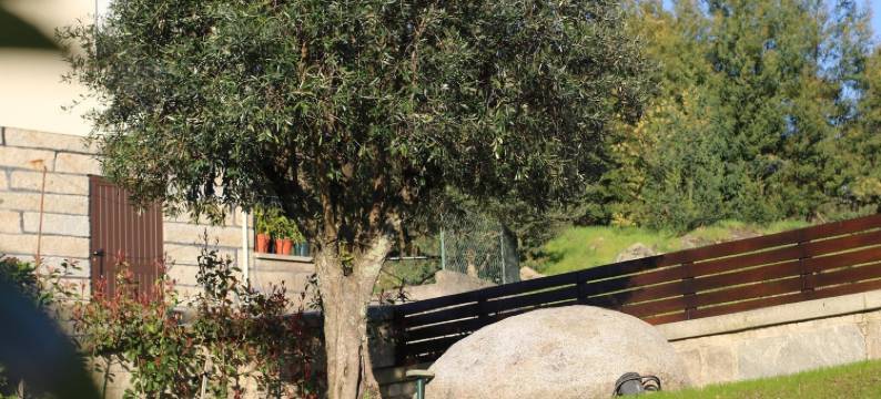 Tavares别墅客房(Villa Tavares Guest Houses)图片