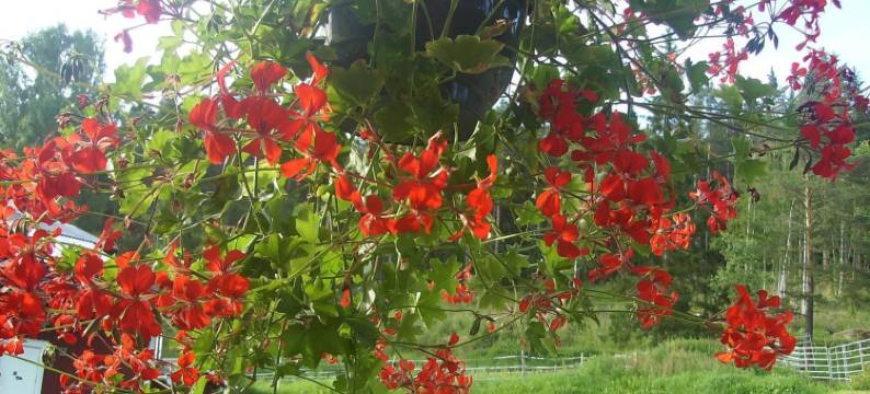 塔赫花园农场酒店(Täljegården Lantgårdshotell)图片