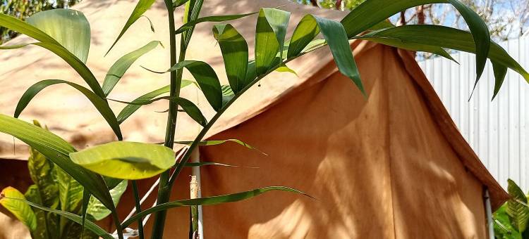 科苏梅尔露天睡眠(Cozumel Glamping)图片