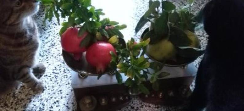 I Quattro Gatti图片