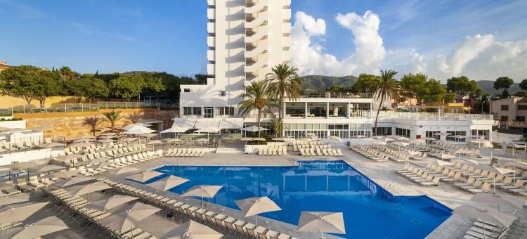 Globales Mimosa图片