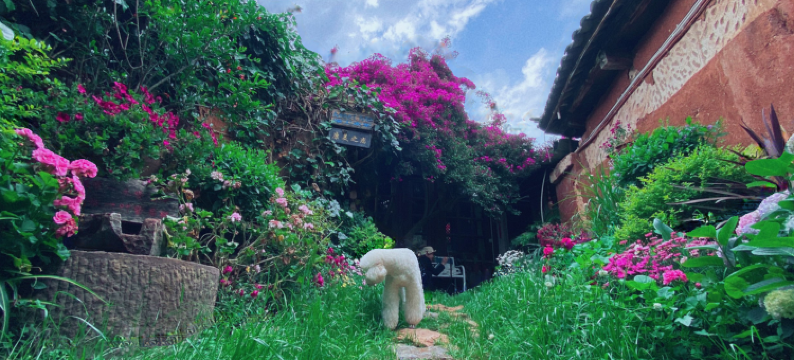 丽江康美之恋私人庭院图片