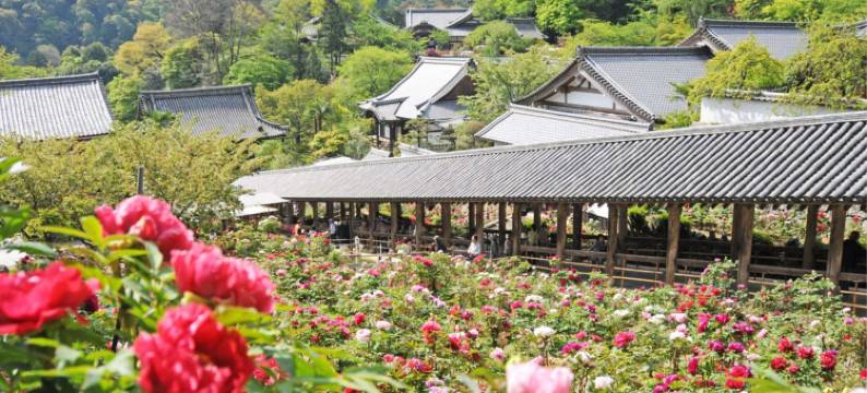 长谷寺汤元井谷屋(Itaniya)图片