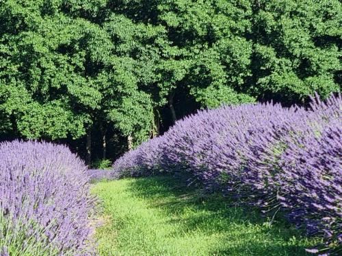 Kūkupa Matairangi at Akaroa Lavender(Kūkupa Matairangi at Akaroa Lavender)图片