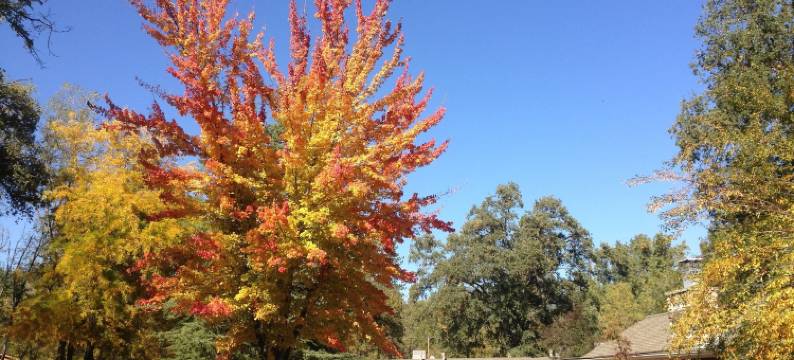 河畔皇后酒店(Queen's Inn by the River)图片