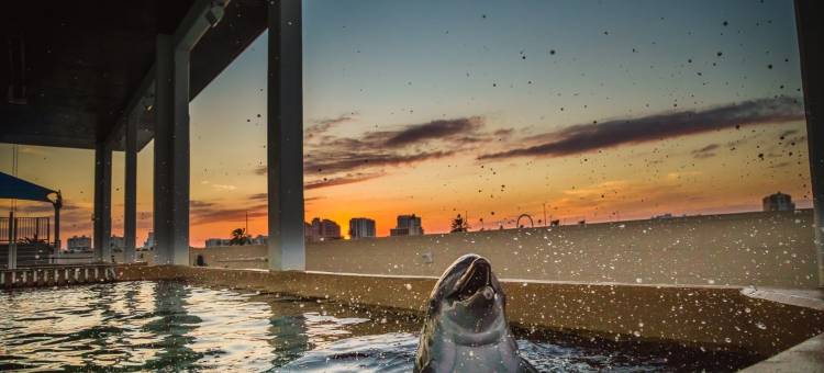 克利尔沃特海滩60号码头酒店(Pier House 60 Clearwater Beach Marina Hotel)图片