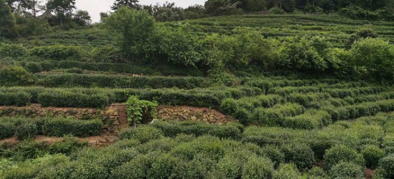 山竹公寓(杭州西溪湿地南地铁站店)图片