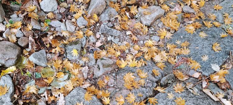 秦舍民宿(松石线分店)图片