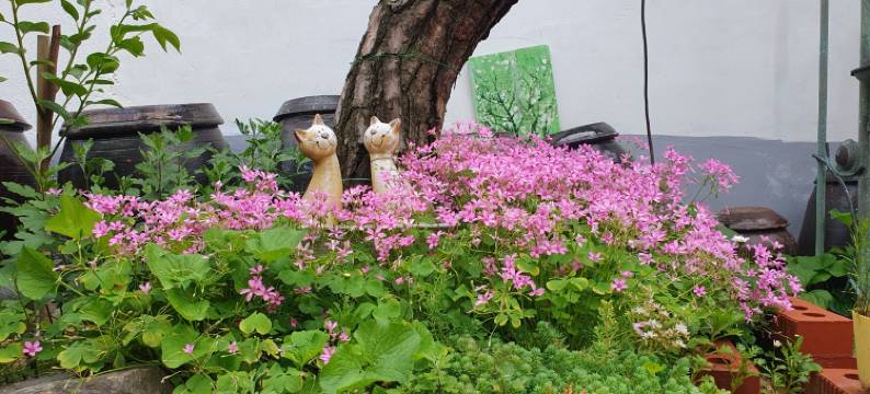 全州格里恩吉普韩屋住宿(Jeonju Geurieunjip Hanok Stay)图片