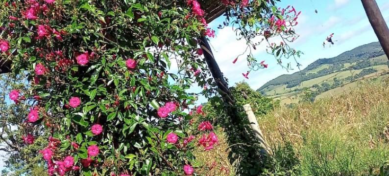 伊佩之花旅馆(Pousada Flores de ipê)图片