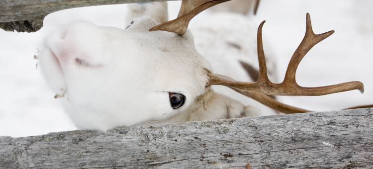 熊窝别墅(Villas Karhunpesä)图片