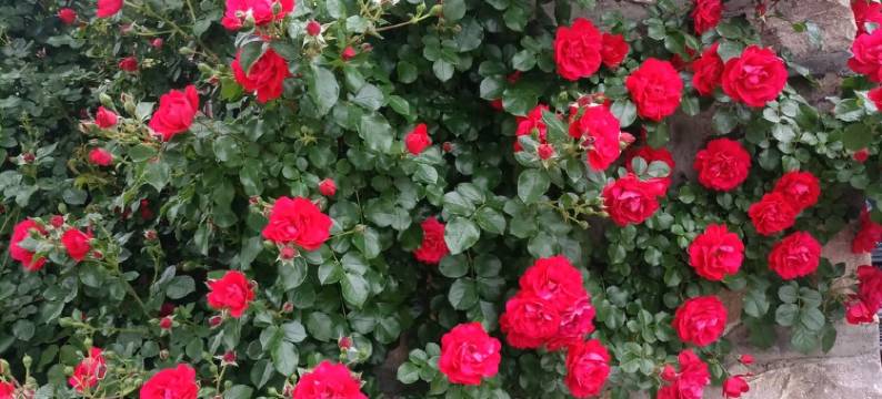 蓟县孙各庄满族乡刘家大院民宿(荣山路分店)图片