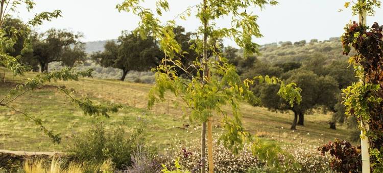 多恩·佩德罗的La Dehesa(La Dehesa de Don Pedro)图片