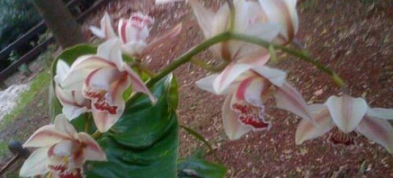 柯蒂斯小屋度假屋(Curtis Cottage)图片