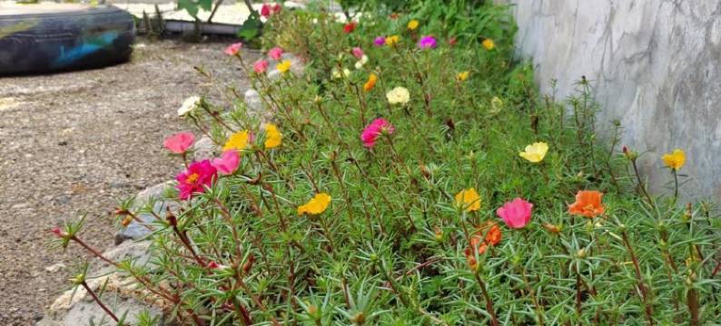 雾灵山畔山墅民宿图片