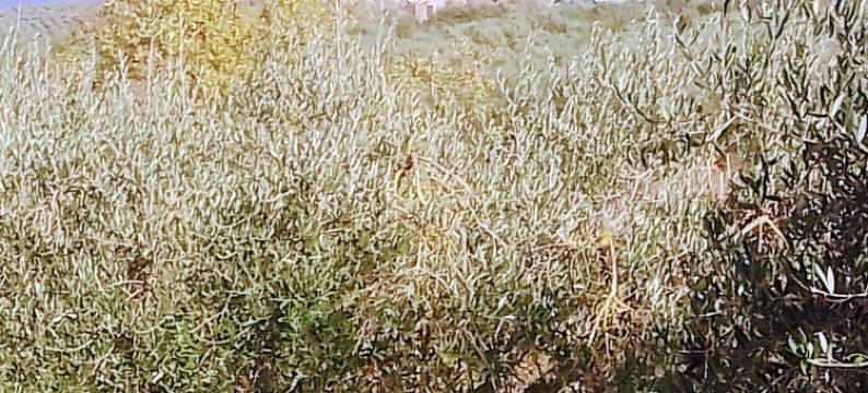 博尔戈切纳约利(Borgo Cenaioli)图片