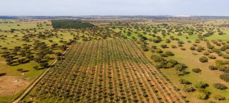 Vila Galé Collection Monte do Vilar  杜罗酒庄与自然度假村(Vila Gale Collection Monte do Vilar)图片