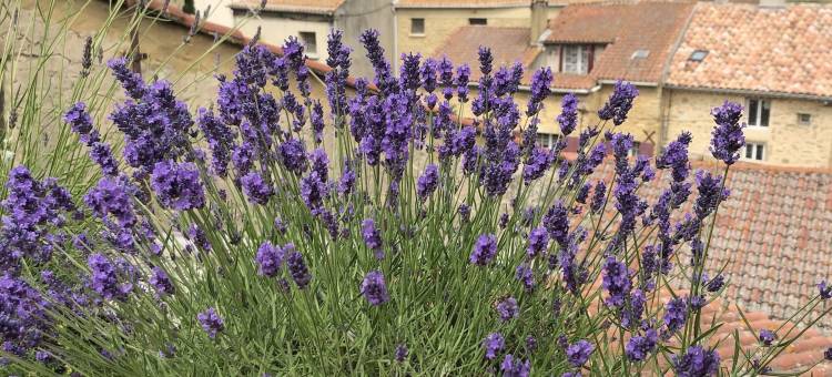 恩特雷维涅当泰勒斯旅馆(Entre Vignes et Dentelles)图片