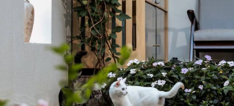 云禾·Holiday Villa｜设计师酒店(大理古城店)图片