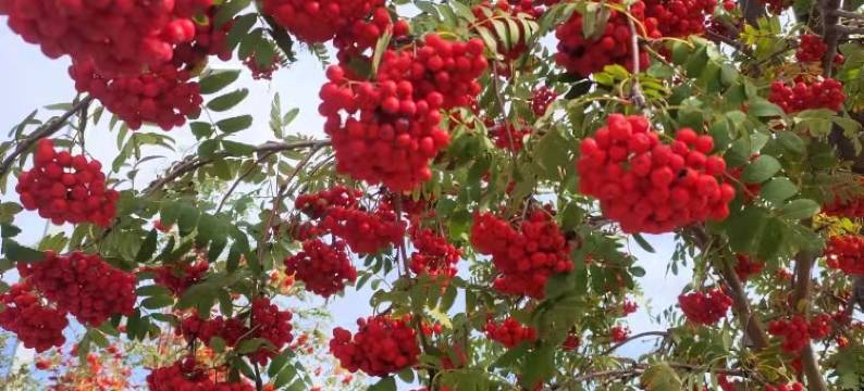 长白山西景区清枫丽舍清雅两居公寓(天池大路2号分店)图片