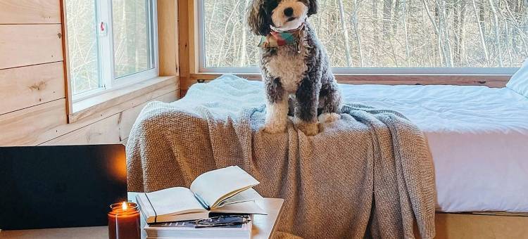 明信片小屋松树林，万豪旅享家户外系列(Postcard Cabins Piney Woods, Outdoor Collection by Marriott Bonvoy)图片