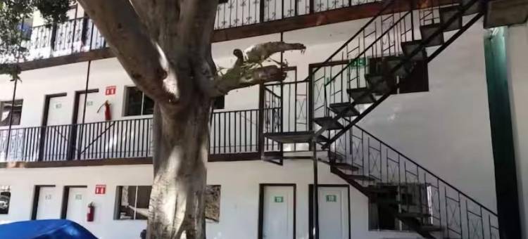 森林汽车旅馆(Hotel Del Bosque)图片