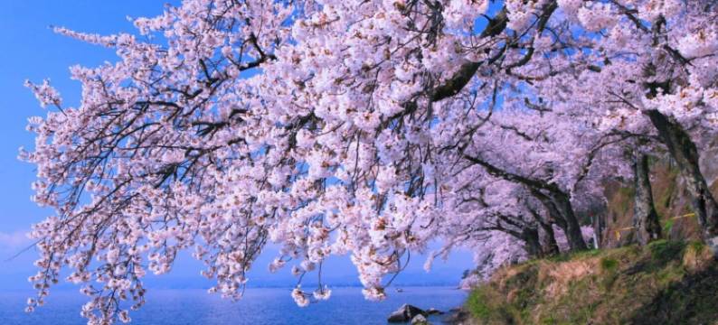 岸田家(Kishida House)图片